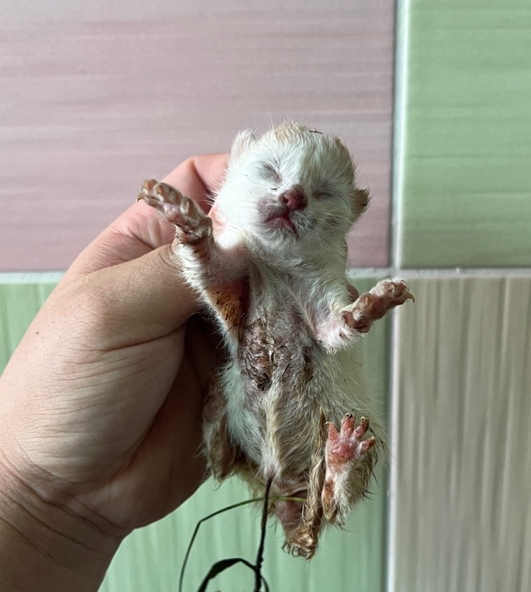 보호중 한국 고양이…